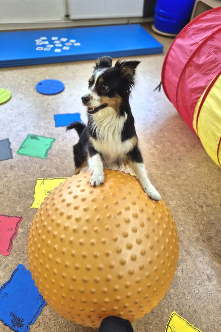 Cassy - Therapiebegleithund